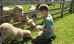 feeding lambs of God